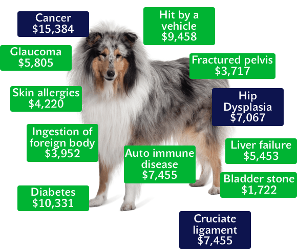 What Does Pet Insurance Cover Plans & Costs Pet Insurer