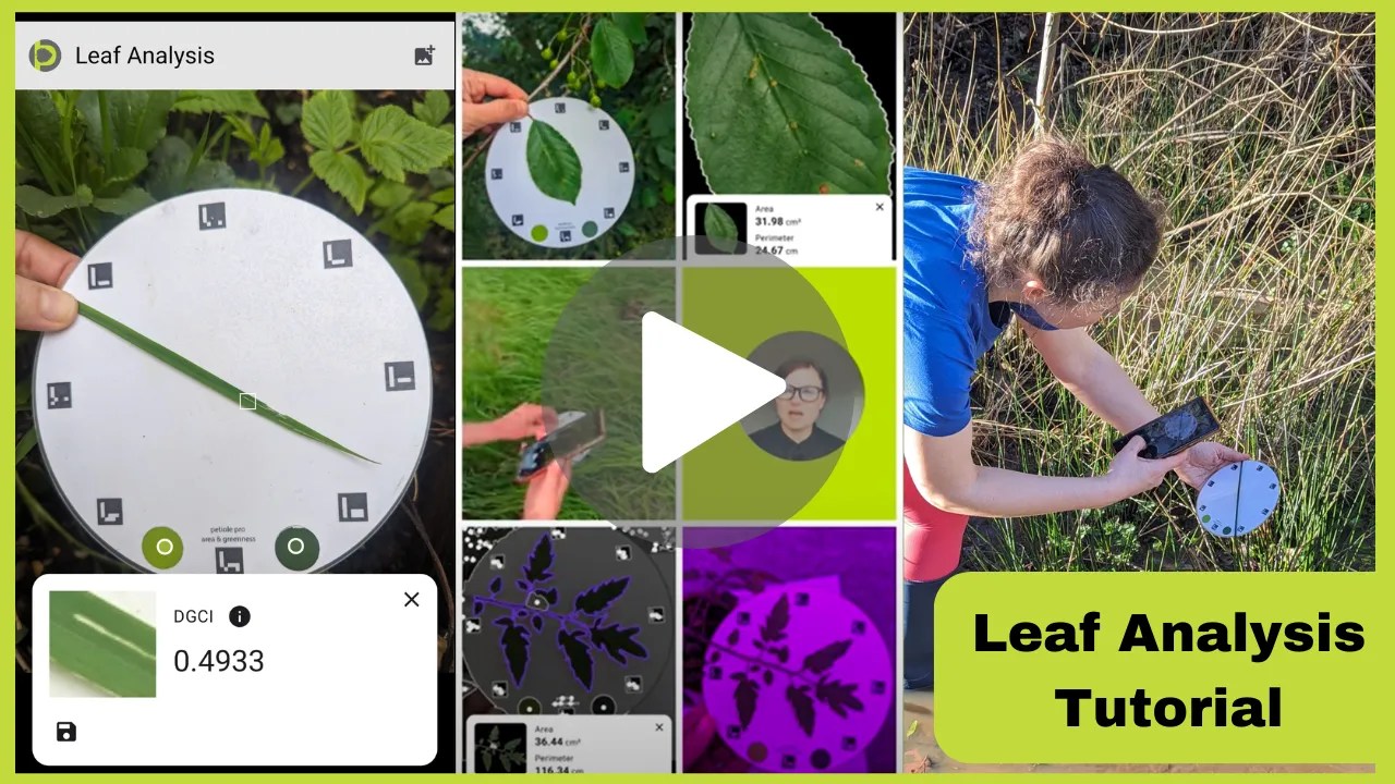 How to measure leaf area nondestructively?