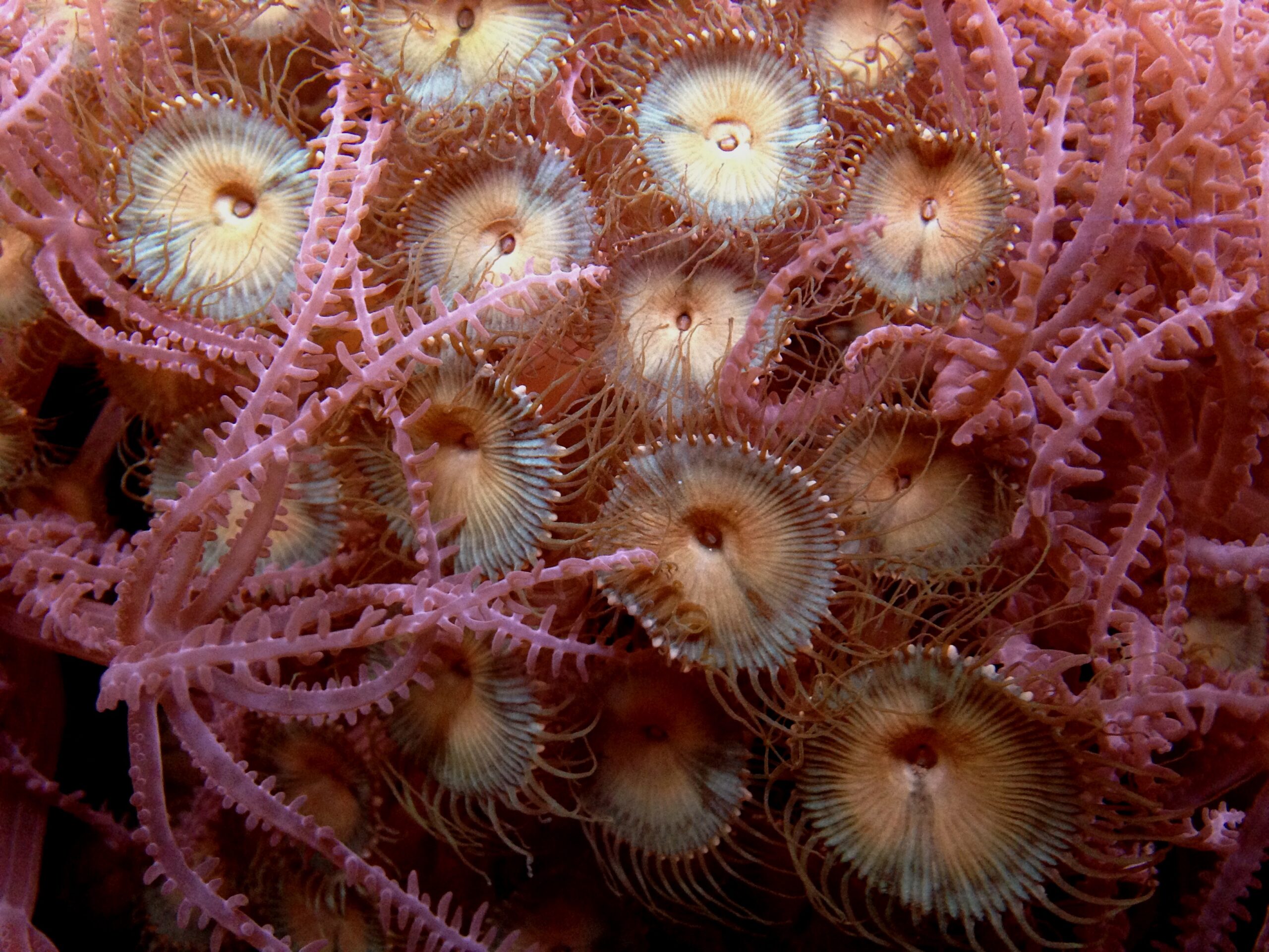 Fish Available for Sale Petland Fairfield, Ohio