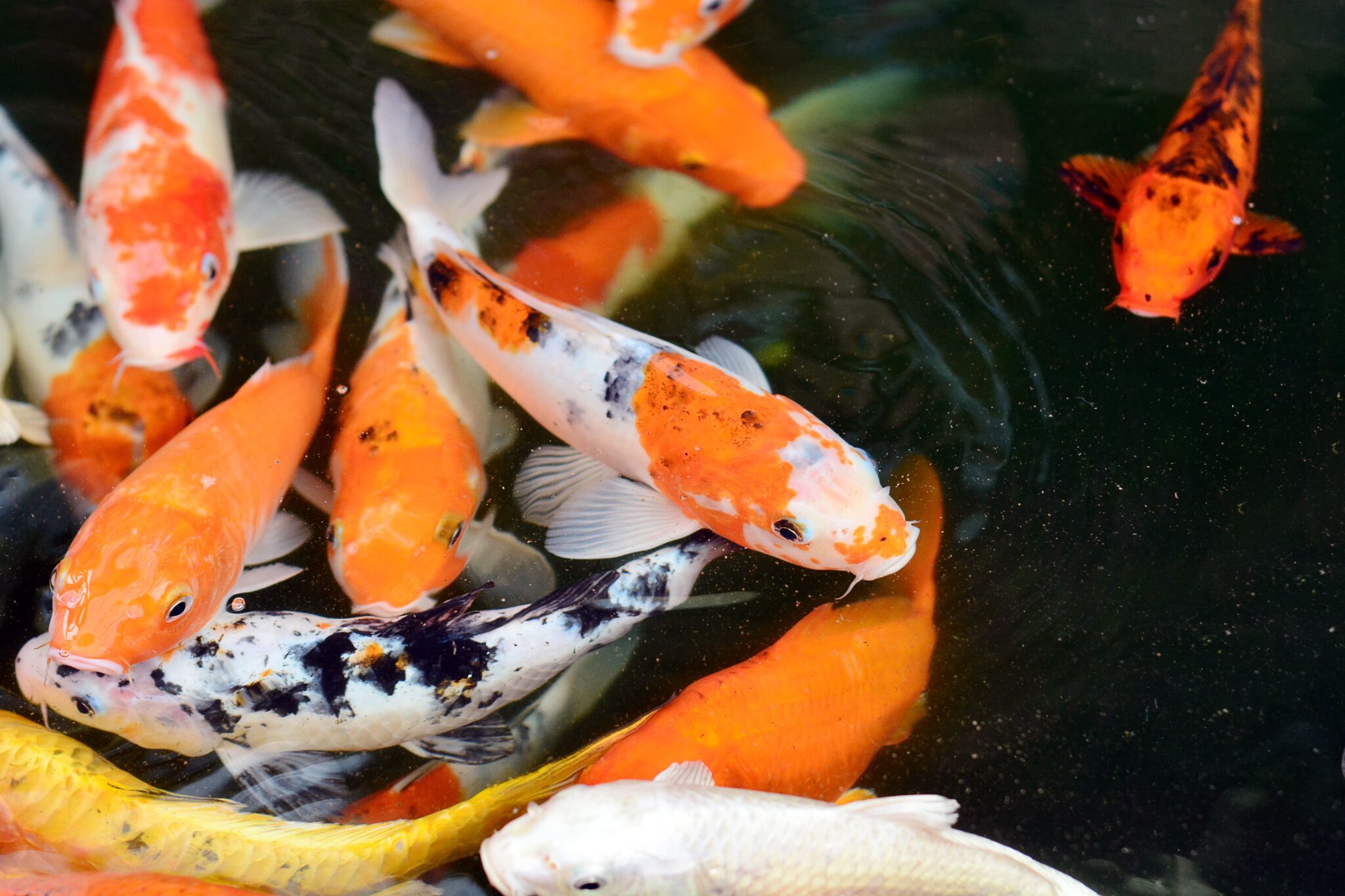 Fish Available for Sale Petland Fairfield, Ohio