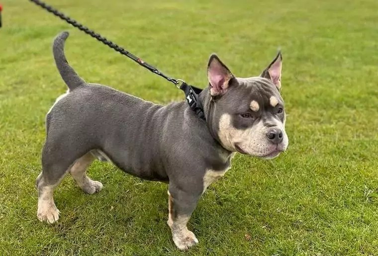 What is a Pocket Bully? (Dog Breed Overview + Facts!) Petlity