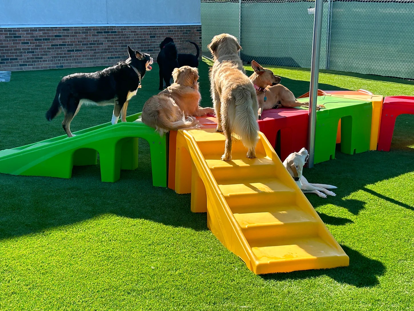 Barkitecture 101 The Coolest DogFriendly Home Features We’ve Seen