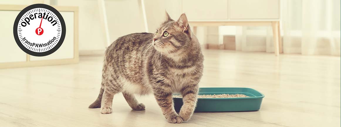 Caring for your Cat’s Urinary Health • Petmania