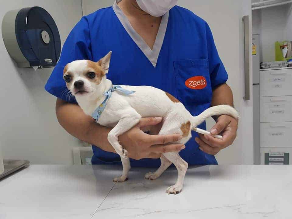 โรงพยาบาลสัตว์ เอ็น พี NP Animal Hospital รีวิว Petmap.co ค้นหาร้าน