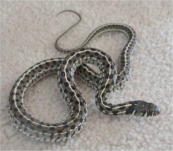 Reptiles petmapz by Dr. Katz, Your veterinarian endorsed pet community!