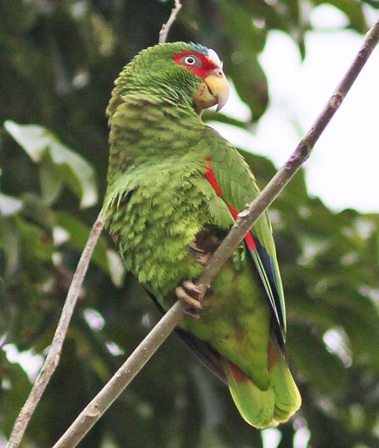 White Fronted Amazon Parrot PetMapz