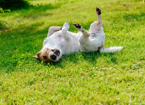 Tapeworm pictures of dog worms. Tapeworms In Dogs Symptoms And Treatment Petmd