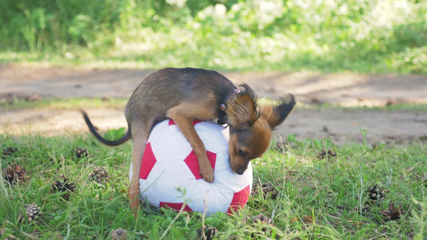 Why Do Dogs Hump? | Petmd