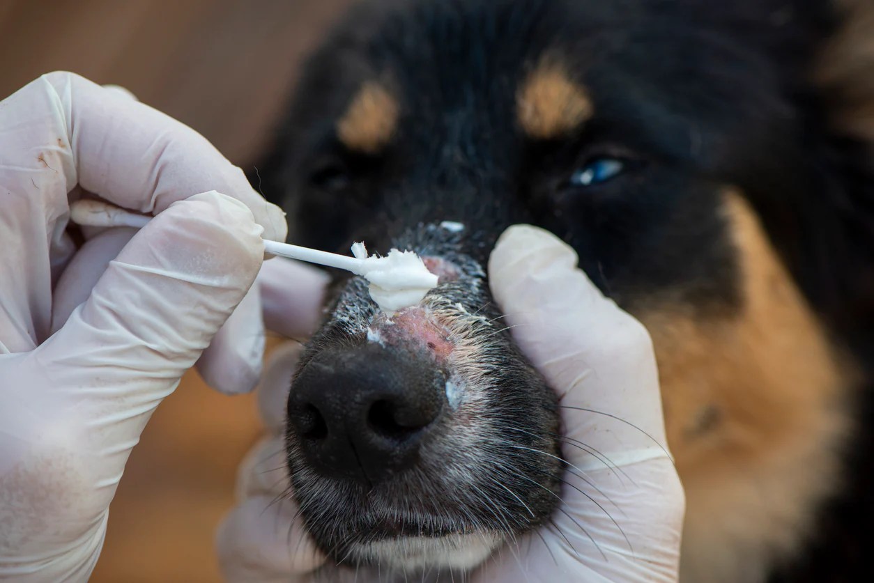 Ringworm in Dogs PetMD