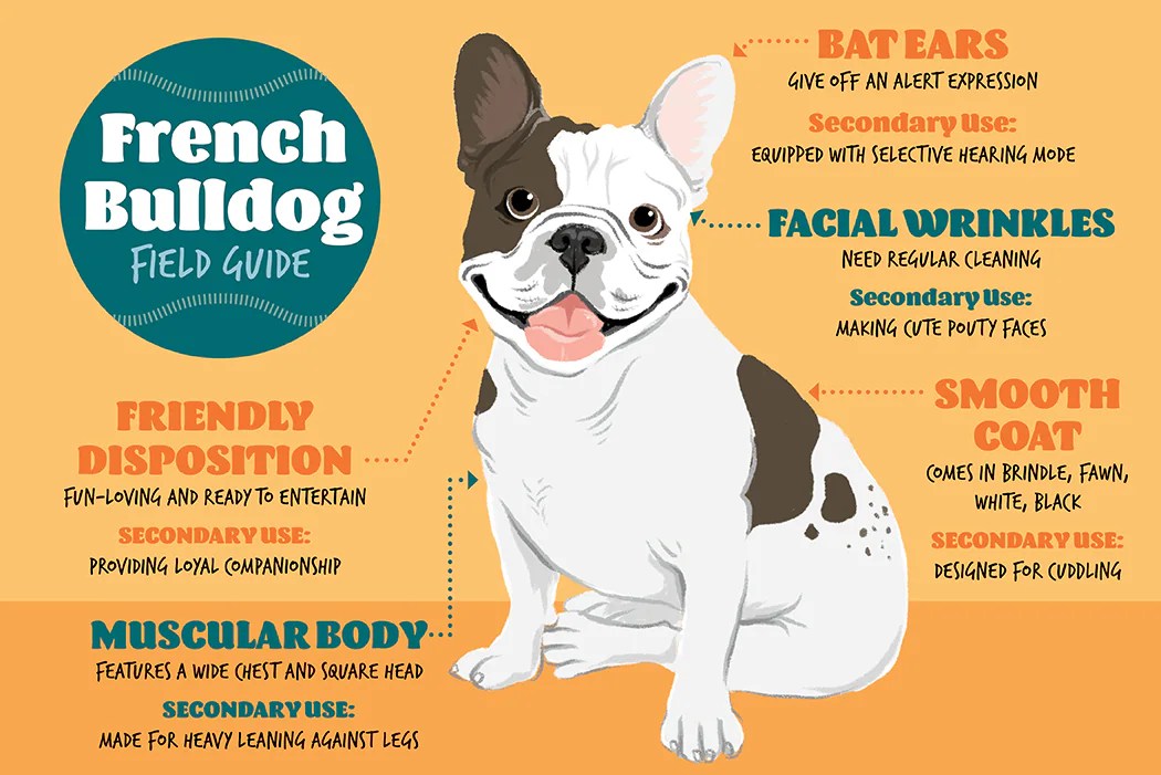 French Bulldog Field Guide | PetMD