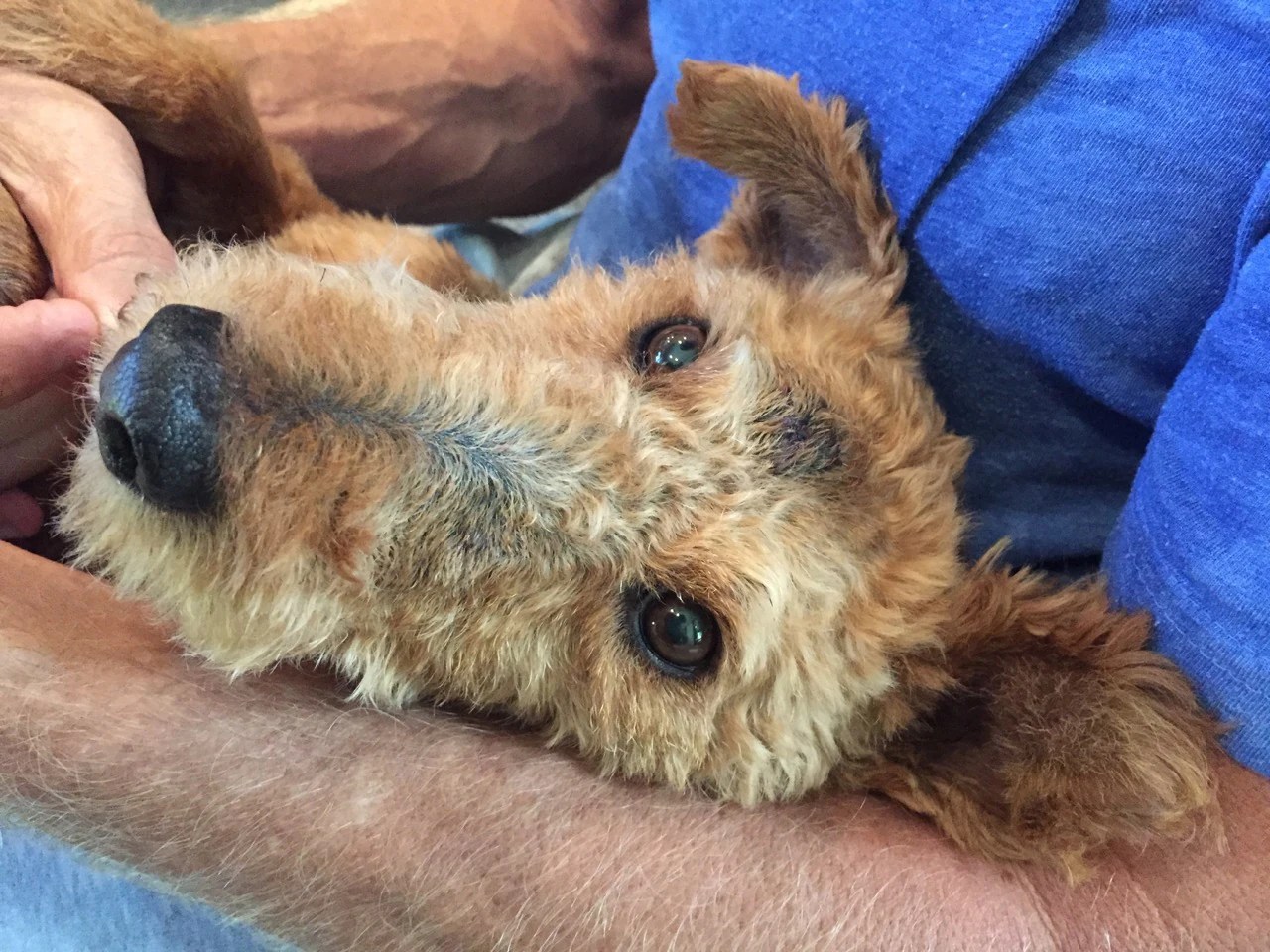 Treating Six Kinds of Cancer in a Dog PetMD