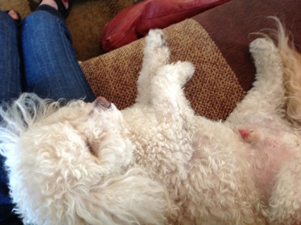 3 month old puppy red rocket Brianna Grier