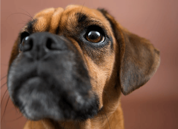 Dog Abnormal Eyelid Disorder Abnormal Eyelid Disorder in Dogs petMD