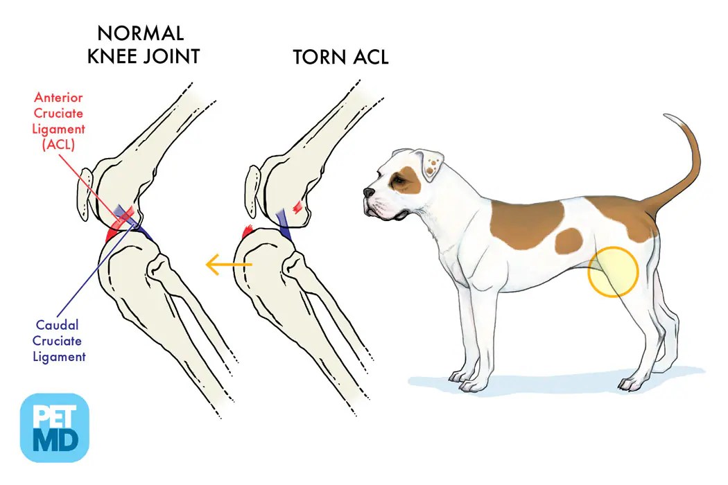 Cranial Cruciate Ligament Medical Diagram Torn Knee Ligament in Dogs