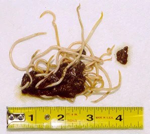 Tapeworm pictures of dog worms. Worms In Dogs Causes Symptoms And Treatment Petmd