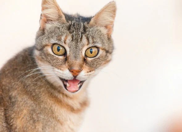 Asthma in Cats PetMD