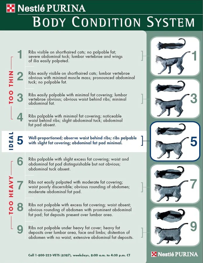 Calculating Your Dog’s Ideal Weight Calculating Your Cat's Ideal