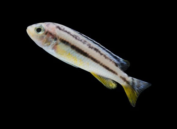 The Basic Body Shape of Fish and How They Move PetMD