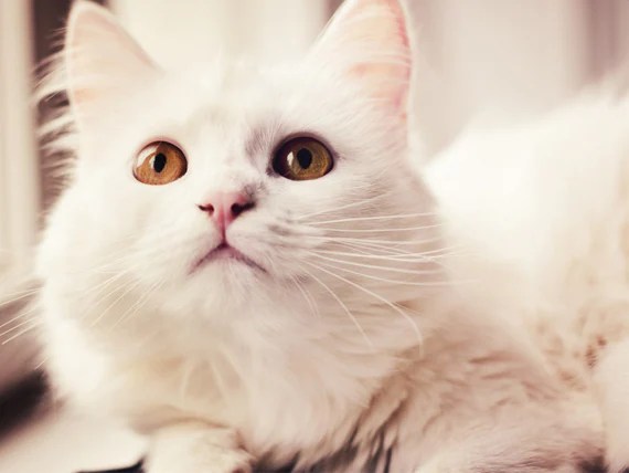 10 Lovable Cat Breeds petMD