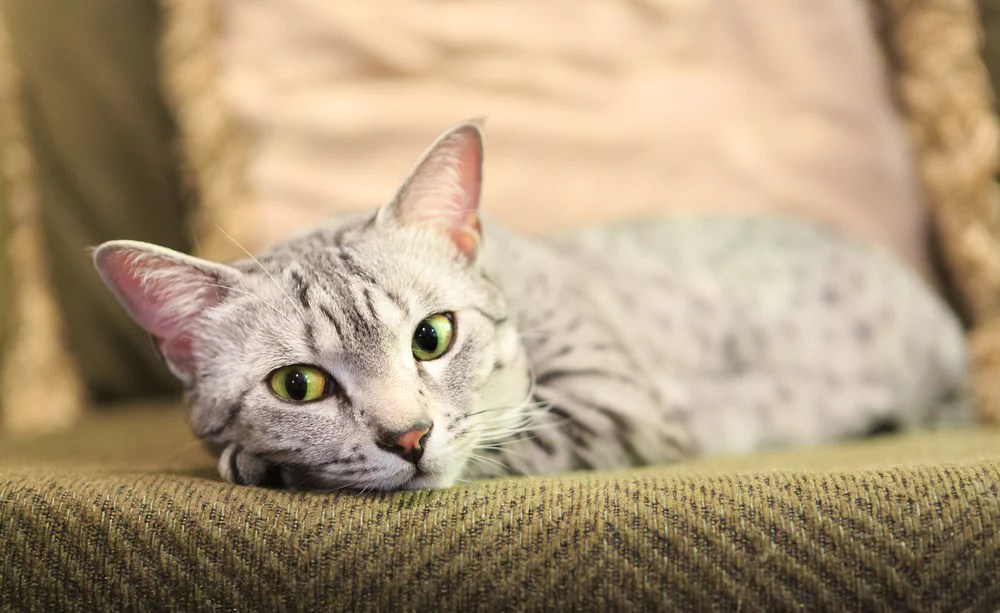 E. Coli Infection in Cats petMD