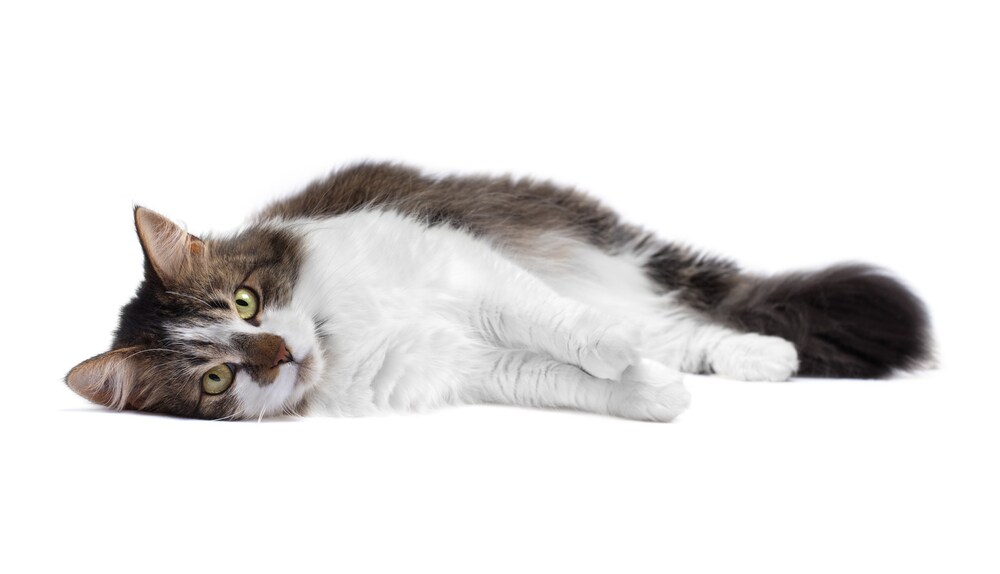 Advil Poisoning in Cats Advil for Cats? Ibuprofen Toxicity in Cats