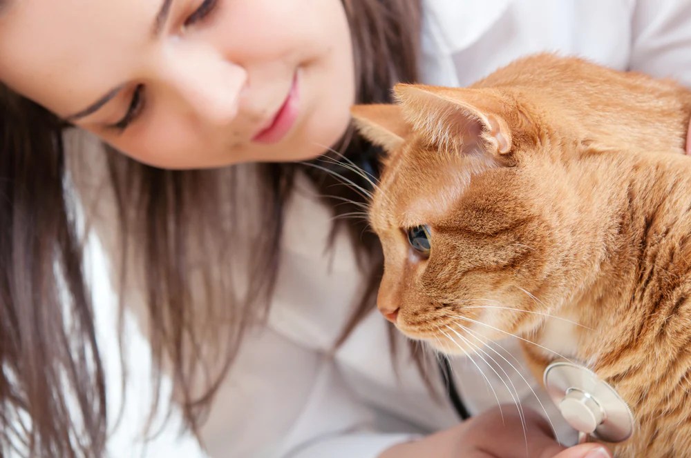 Overproduction of Red Blood Cells in Cats PetMD