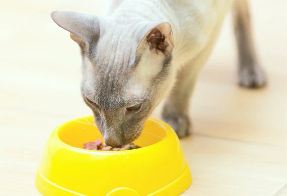 Can Newborn Kittens Drink Water newborn kittens