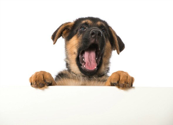 Cleft Palate in Dogs and Puppies petMD