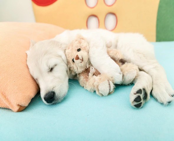 Do Dogs Dream? petMD