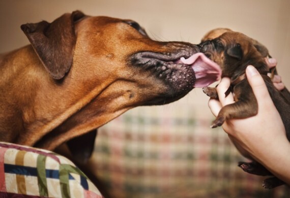 Dog Birthing Basics Delivering Puppies Safely petMD