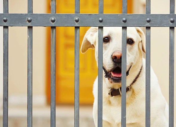 How to Quarantine Your Pet PetMD