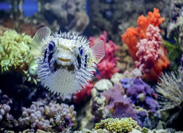 10 Facts About Puffer Fish petMD