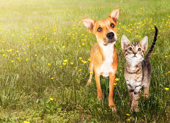 Control Fleas, Ticks in Yard Control Dog, Cat Fleas petMD