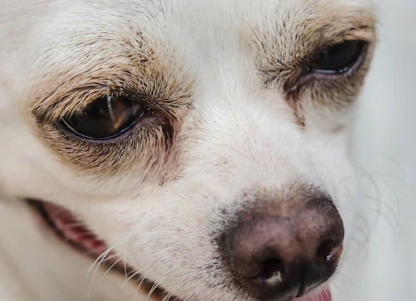 Dog Brought to Clinic for 'Erratic Behavior' Was High on Meth petMD