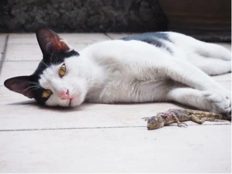 Toxicity And Infection From Lizards, Frogs, And Other Reptiles | Petmd