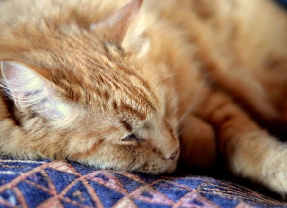 Death Be Not Pricey Euthanasia, Cremation, and What It Costs petMD