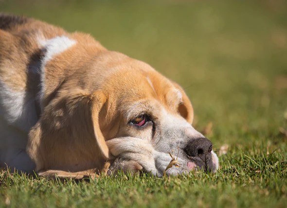 Red Eye in Dogs petMD