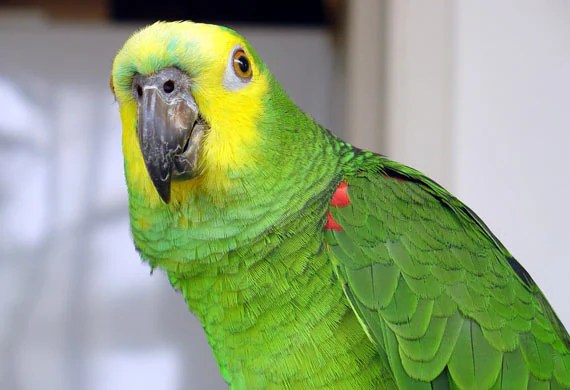 Top Ten 'Talking' Birds PetMD