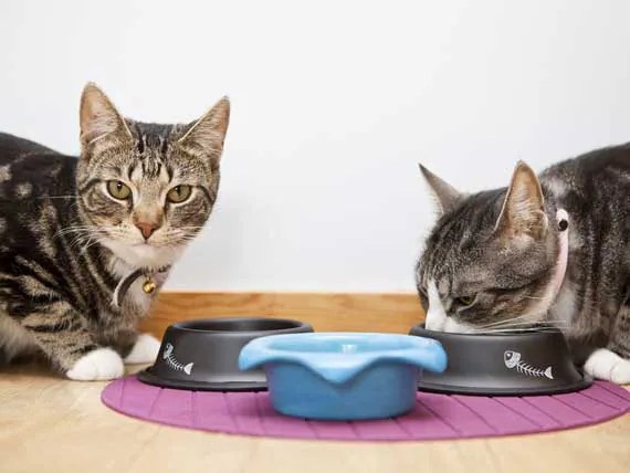 Yd Cat Food Side Effects