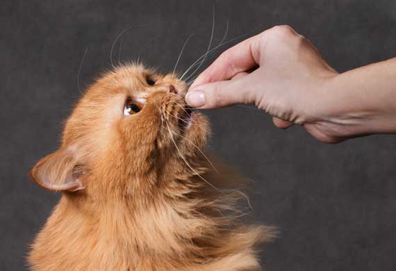 Ten Ways to Stop Ticks from Biting Your Cat petMD