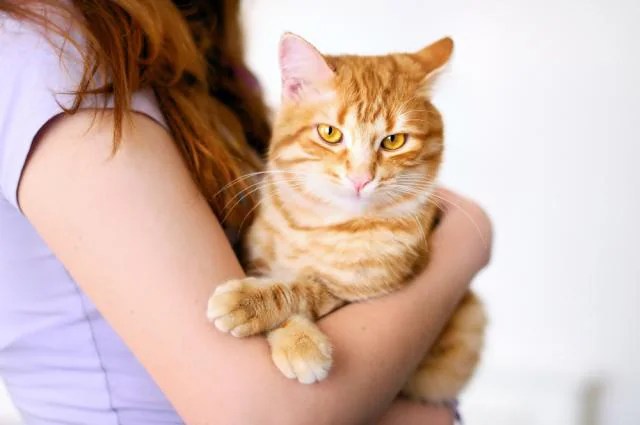 Skin Ulcers In Cats Petmd