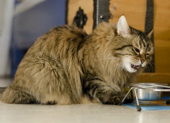 Cat Feeding Tube Drooling All Things About Pets