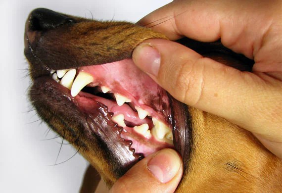 Are Dogs REALLY What They Eat? petMD