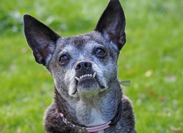 Teeth Misalignment in Dogs petMD