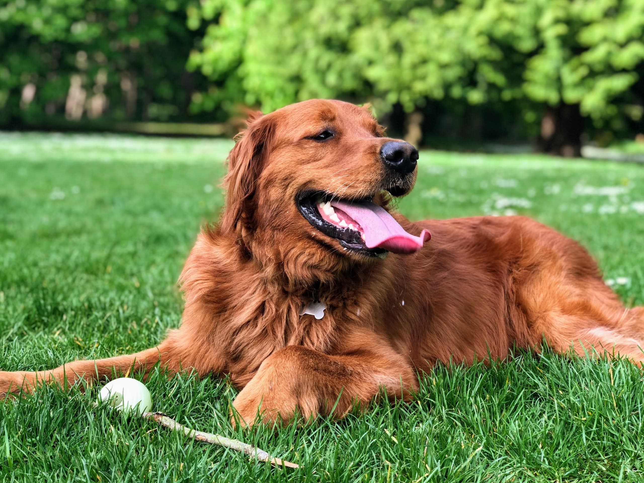 Blog Post Why do dogs pant?