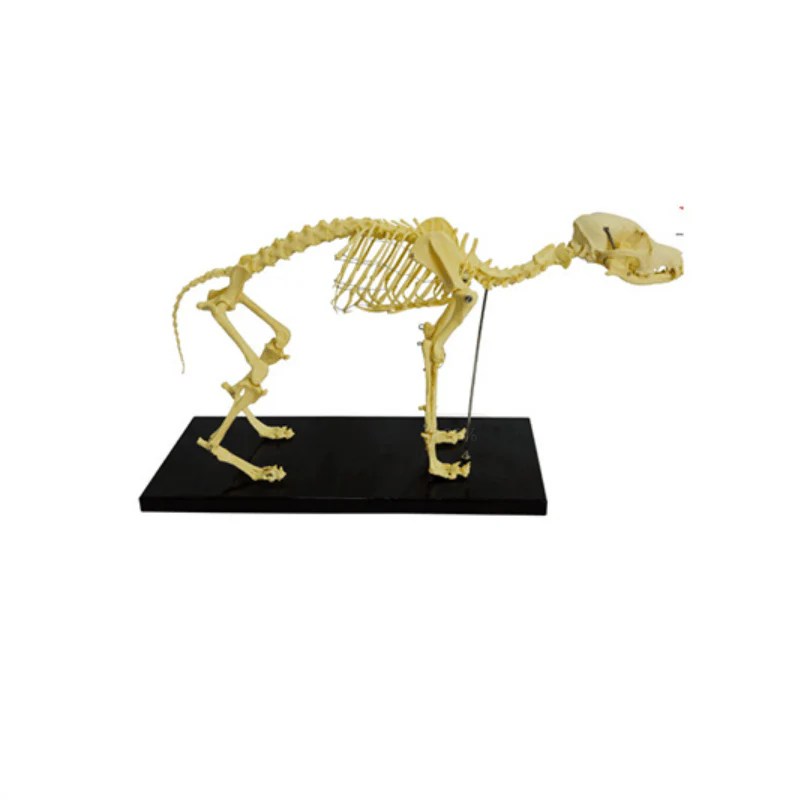 Dog Skeleton Model Pet medical equipment
