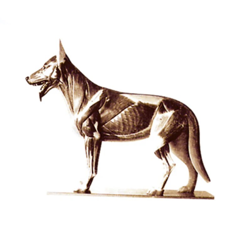 The Dissection Model of Dog Pet medical equipment
