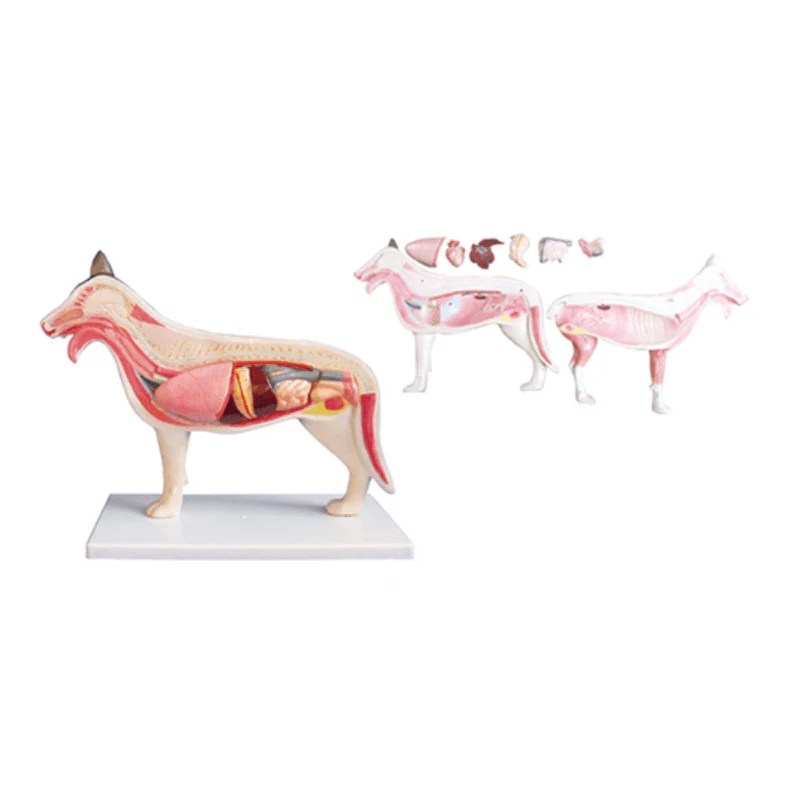 The Dissection Model of Dog Pet medical equipment