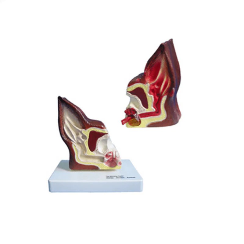 The Dissection Model of Dog Ear Pet medical equipment