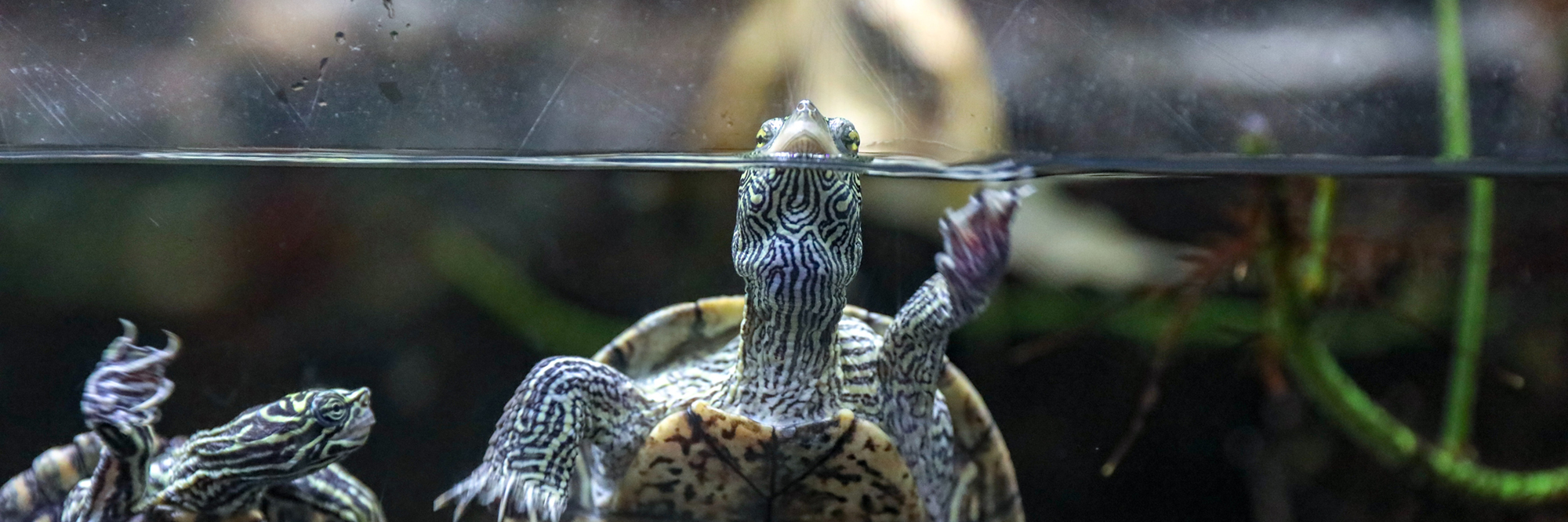 Top 5 Best Automatic Turtle Feeders (2020 Buyer's Guide)